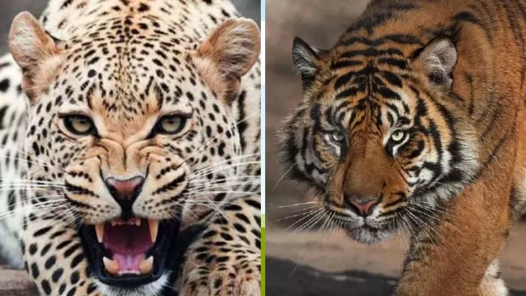 28_12_2023-guldar_and_tiger_23615548