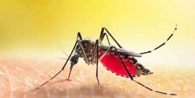 30_04_2024-dengue_23707845