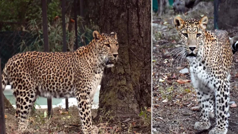 20_06_2024-dehradun-zoo-leopard_23742645