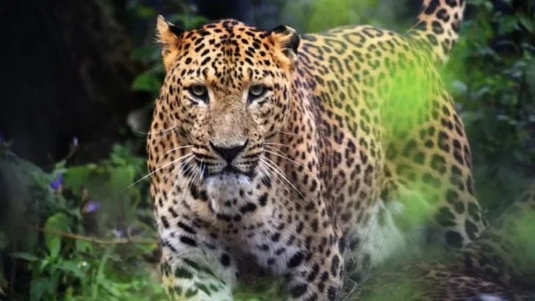 09_12_2024-leopard_demo_23844804