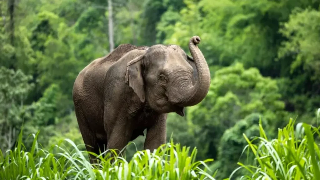 17_02_2025-demo_picture_elephant_23885762